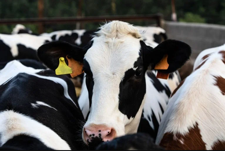 Canadá monitora leite em busca de H5N1 por causa dos surtos nos rebanhos dos EUA