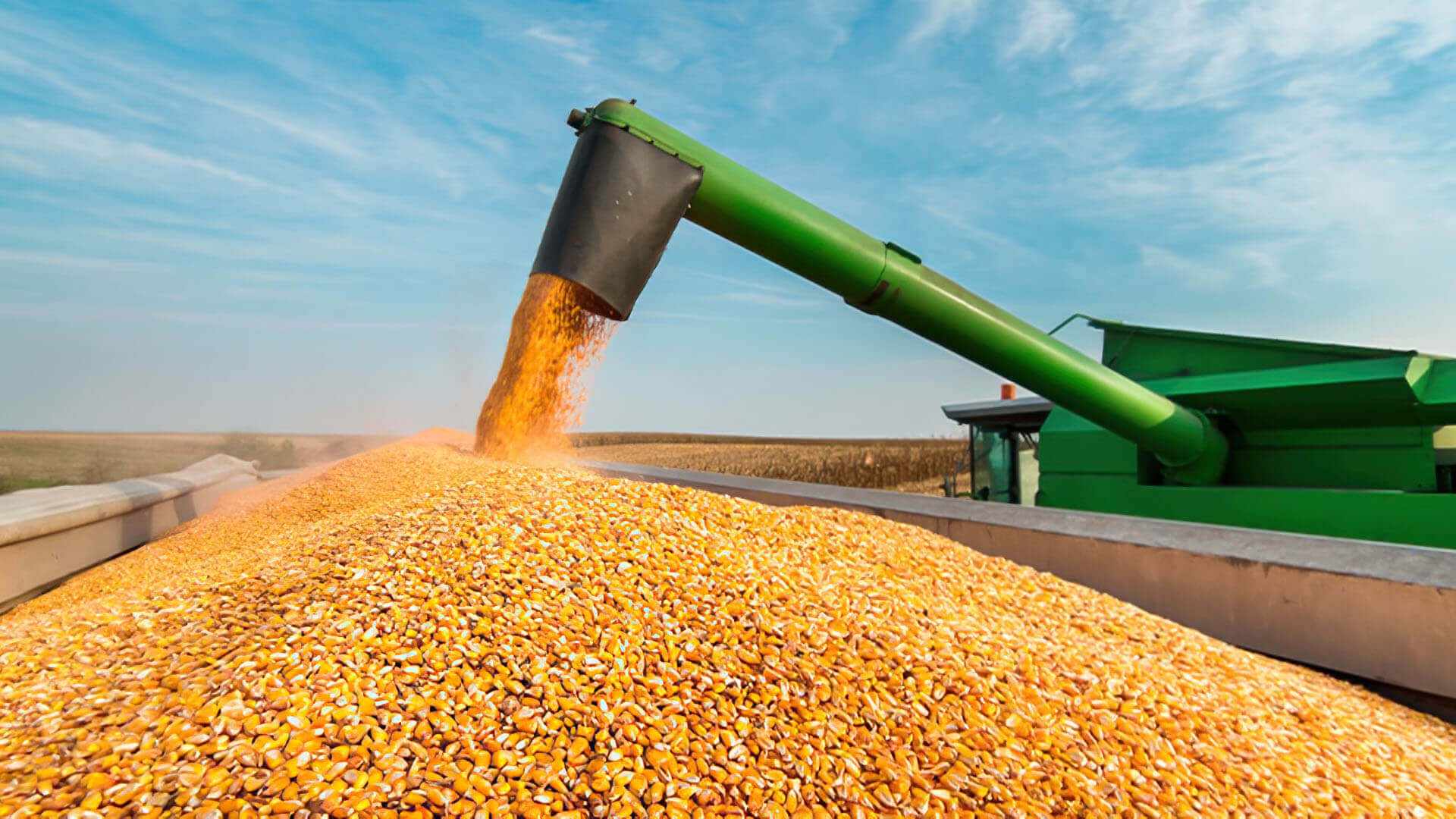 Colheita da safrinha de milho salta para 7,5% no Brasil, indica Conab