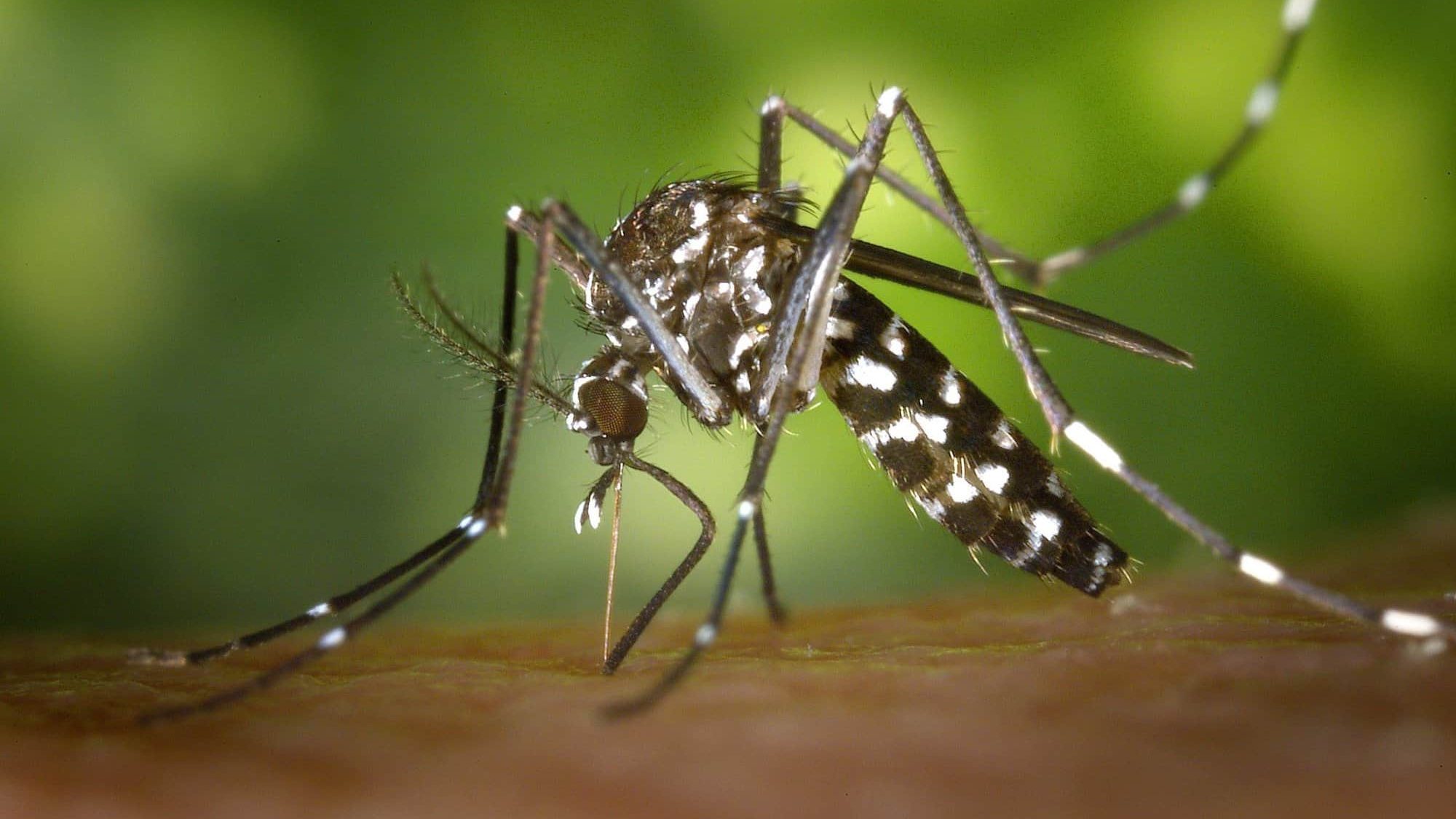 Com 6,3 milhões de casos prováveis, Brasil lidera ranking de dengue