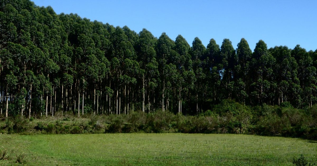 Câmara aprova exclusão de silvicultura do rol de atividades poluidoras