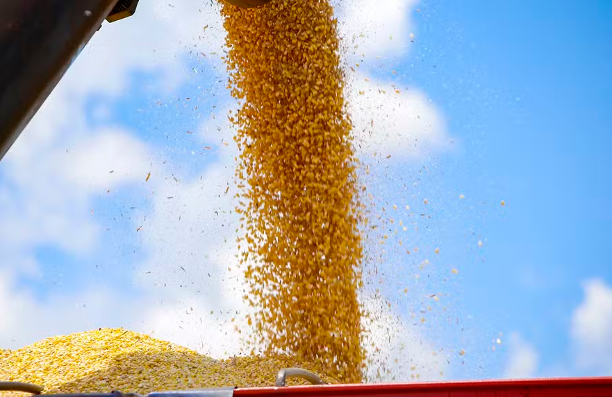 Maior oferta de milho mantém preços do cereal em queda