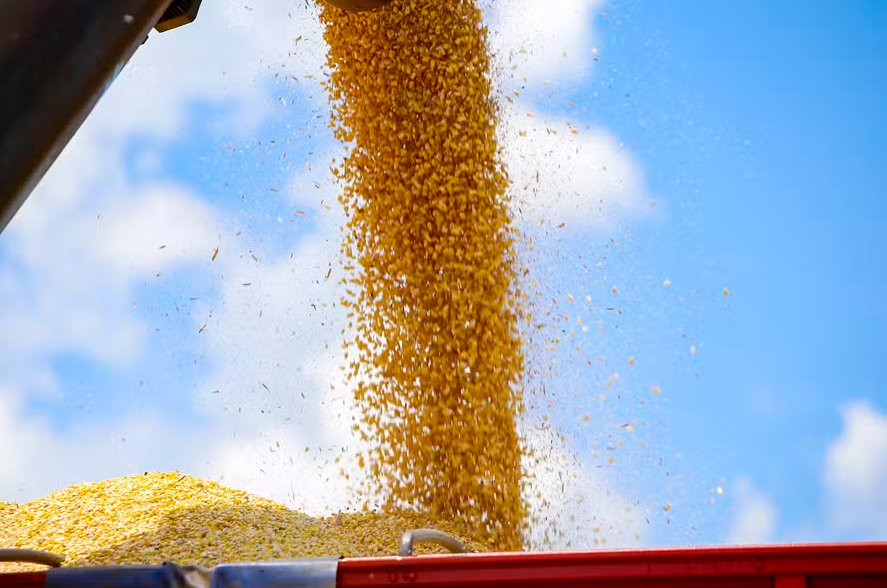 Conab aumenta previsão de colheita de milho e arroz em 2023/24