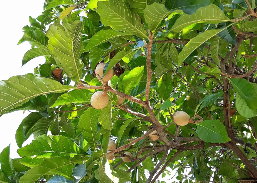 Jenipapo: fruto é ingrediente para o preparo de doces, vinhos e licores