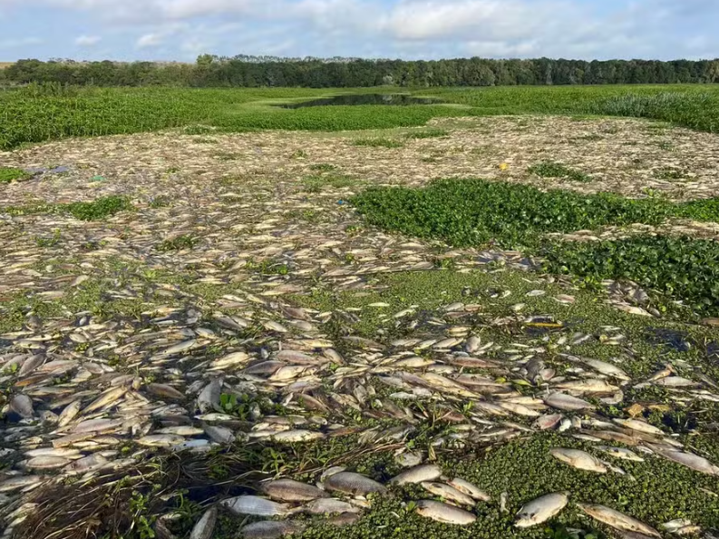 Milhares de peixes morrem no Rio Piracicaba devido à poluição