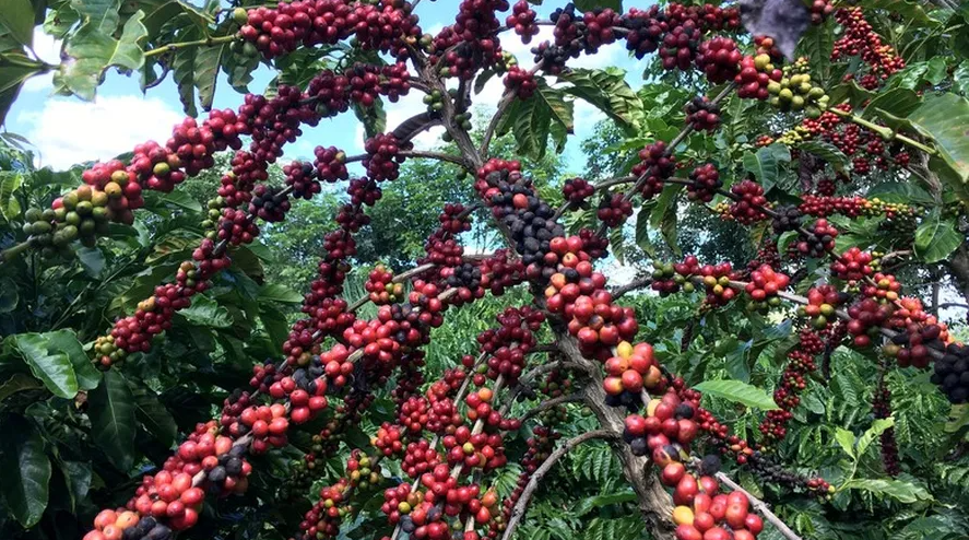 Preço do café robusta bate recorde em julho no mercado doméstico
