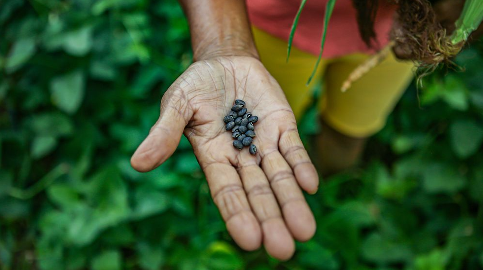 Governo do Estado incentiva a produção de alimentos a partir de sementes crioulas na agricultura familiar