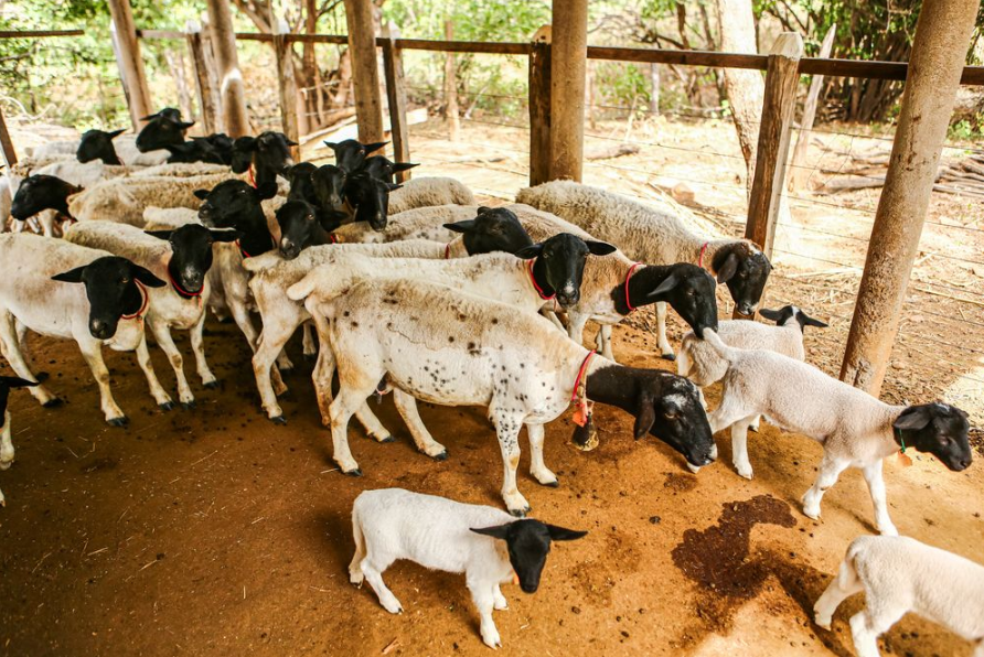 Com 3º maior rebanho do Nordeste, produção de ovinos e caprinos no Piauí fortalece a renda de pequenos produtores