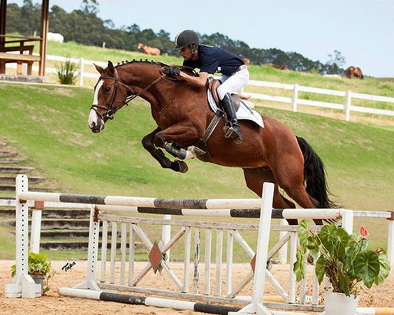 Quanto custa um cavalo de hipismo? Veja essa e outras curiosidades