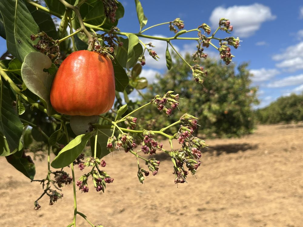 Caju: Piauí Tem 2ª Maior Área Plantada do Brasil