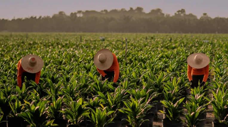 Agricultura familiar impulsiona geração de renda no Pará