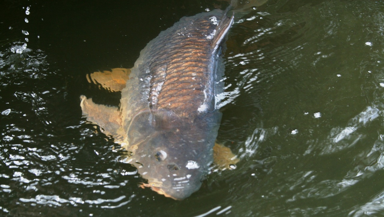 Produção de peixes no Piauí aumentou 21% em 2023