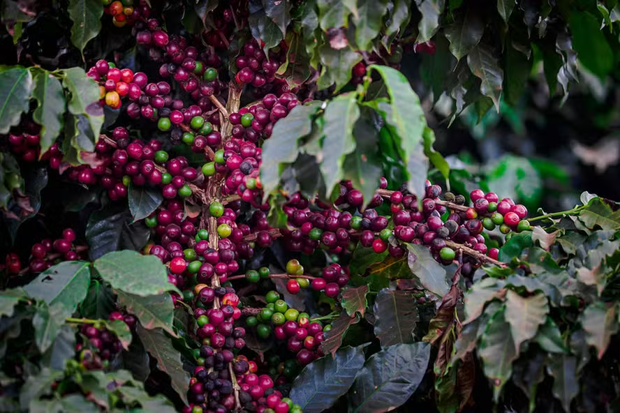 Estudo compara cultivares de café para plantio no interior de São Paulo