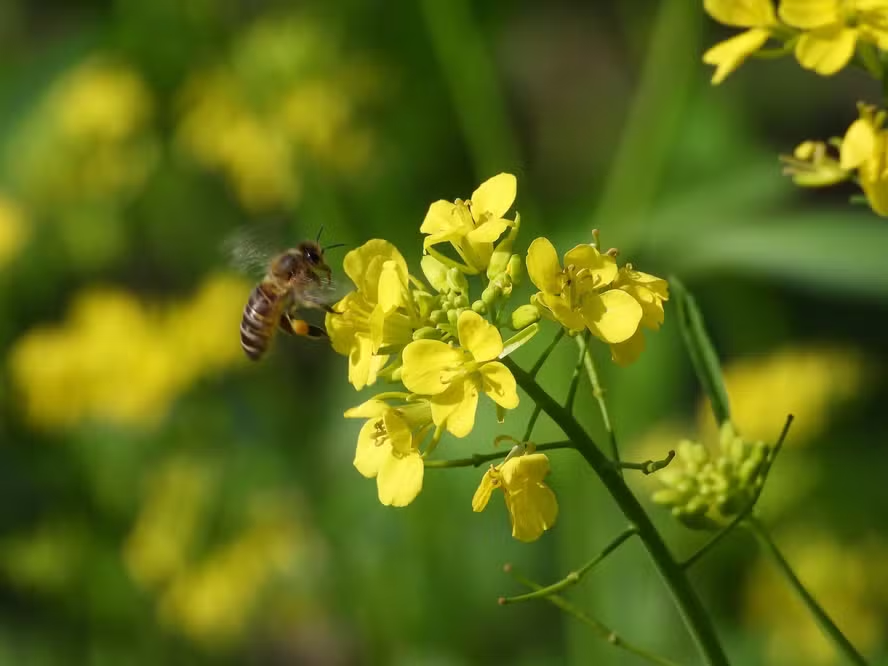 Cultivo de canola dispara no Brasil