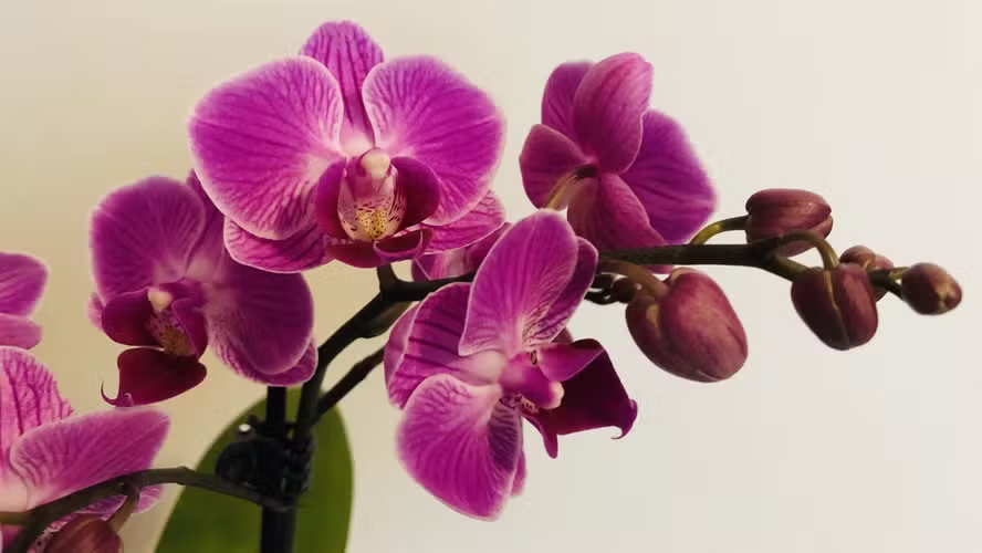 Adubo para orquídea: quais tipos existem e qual é o melhor para floração