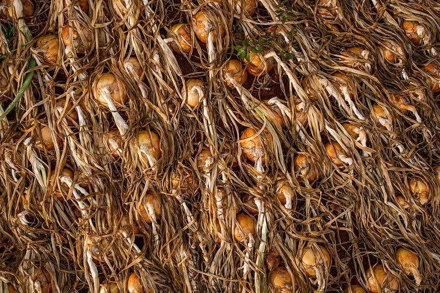 Alívio no bolso: Preços de cebola, cenoura e batata caem em setembro