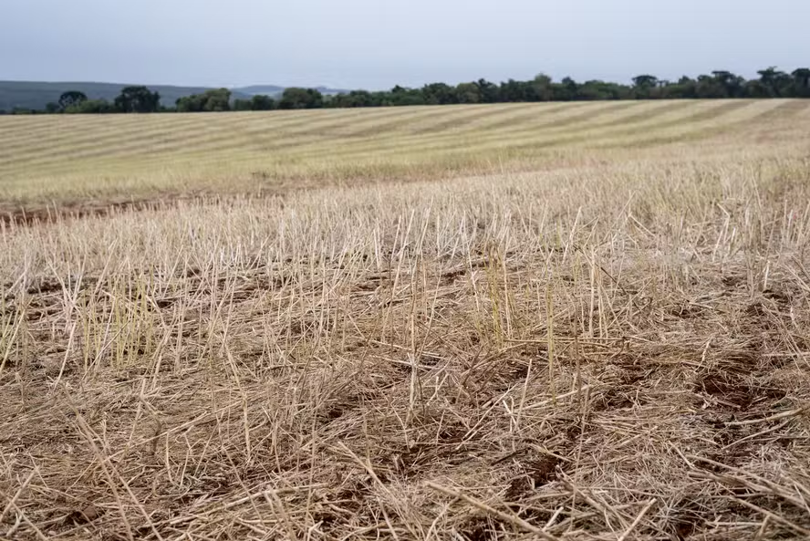 Preço da soja sobe em parte das praças do Brasil, com alta nos prêmios