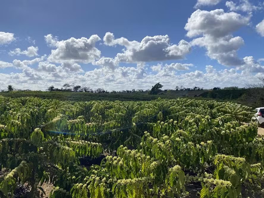 Café Conilon: A Joia escondida do Espírito Santo que ganha o Mundo