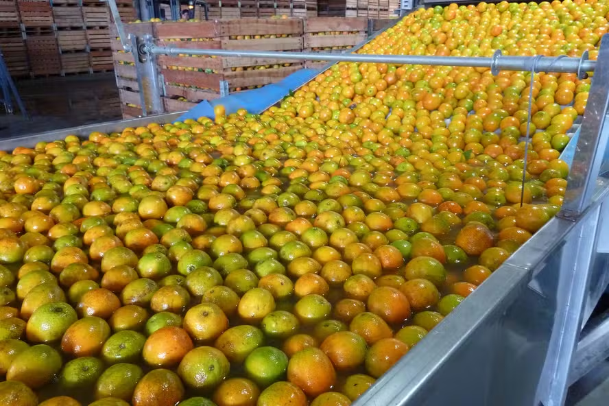 Exportações de suco de laranja continuam em queda na safra 2024/25