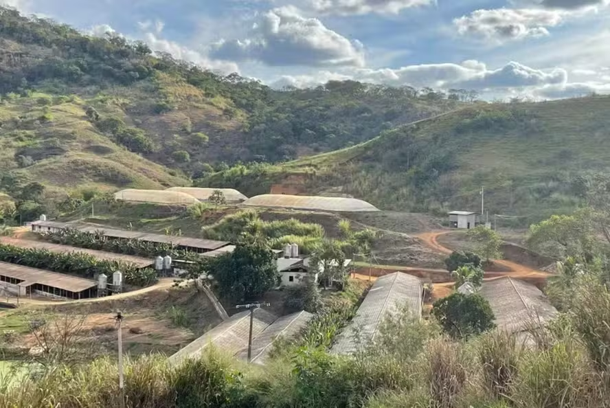 Frigorífico reduz estresse de suínos com temperatura controlada e música clássica