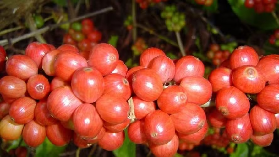 Café robusta desce e cotação fica abaixo do arábica