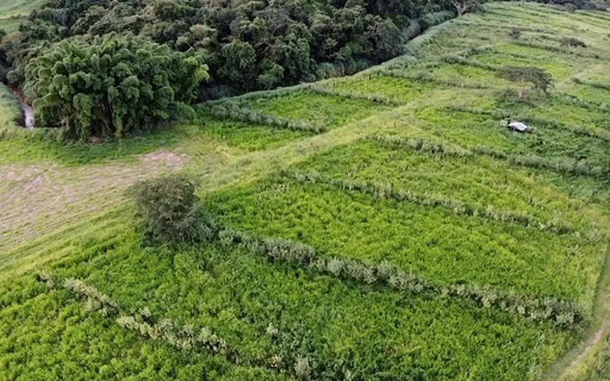 Produção regenerativa vira negócio no clã Biagi