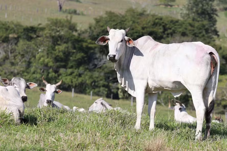 Preços ao produtor avançam 3,3% em setembro, mas acumulam queda no ano