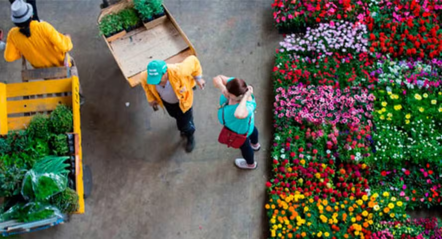 Feriado de Finados deve impulsionar mercado de flores