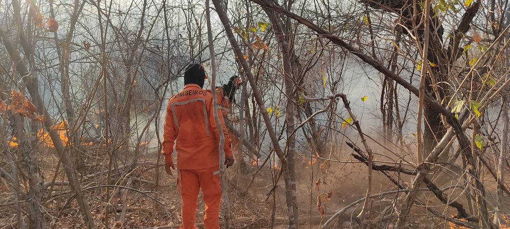 Corpo de Bombeiros já combateu 442 incêndios florestais no Piauí em 2024