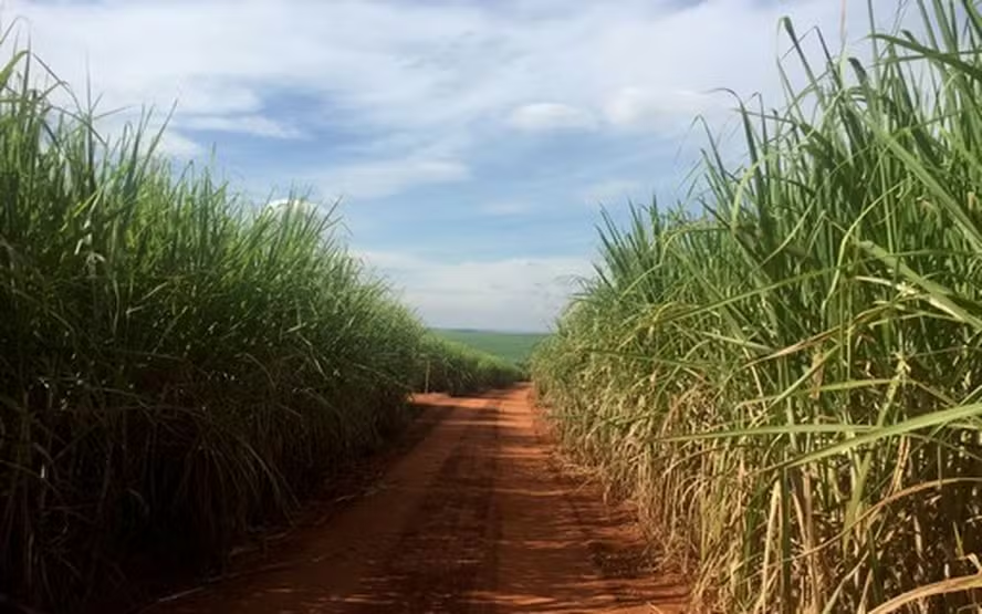 Raízen acelerou moagem de cana e vendas de açúcar e etanol no 2º trimestre de 2024/25