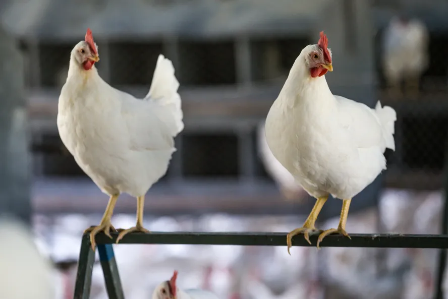 Competitividade da carne de frango cresce em relação à bovina, mas cai para a suína