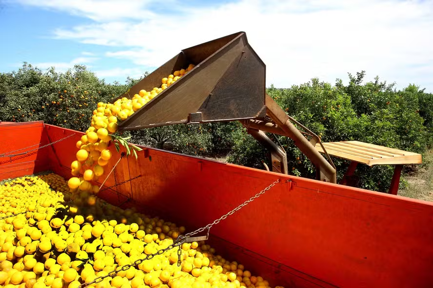 Preço da laranja segue em alta no mercado in natura