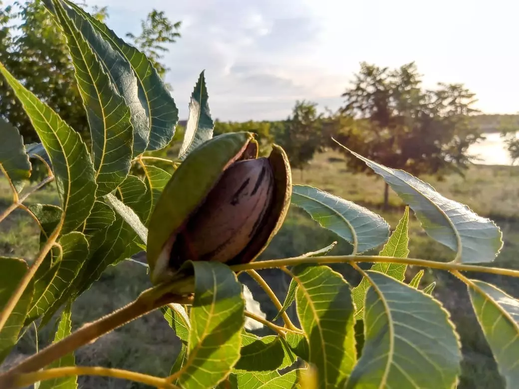 Pomares de pecan em brotação indicam safra com colheita em torno de 7 mil toneladas