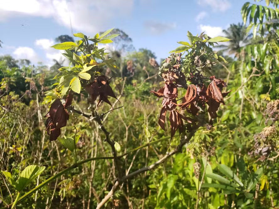 Brasil e França irão pesquisar a vassoura de bruxa da mandioca