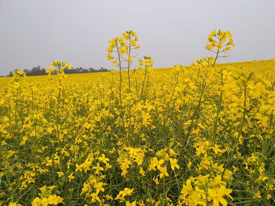 “Soja de inverno”: área plantada com canola bate recorde no RS