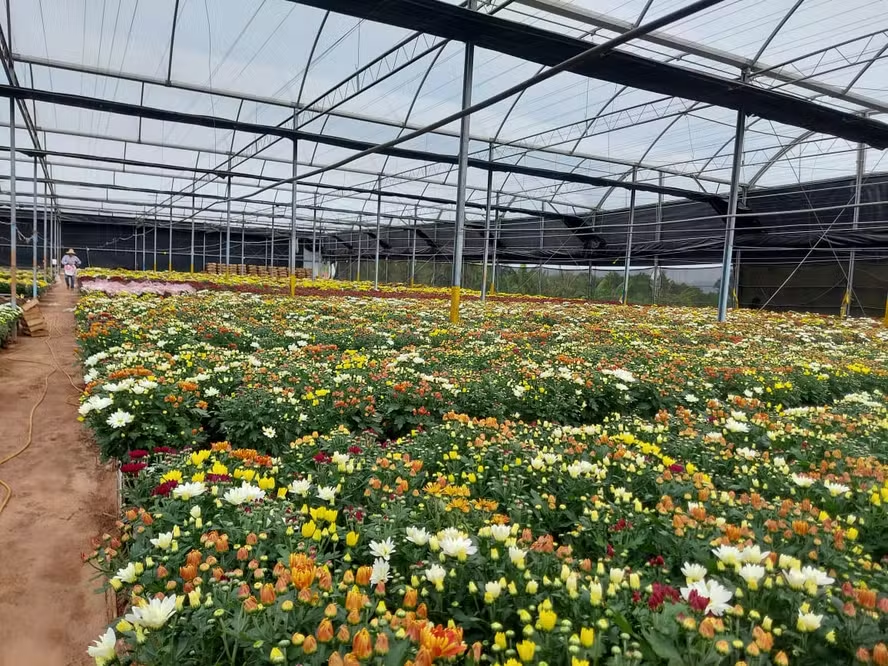 Central de flores do Brasil: comércio de Holambra atrai produtores de todo o país