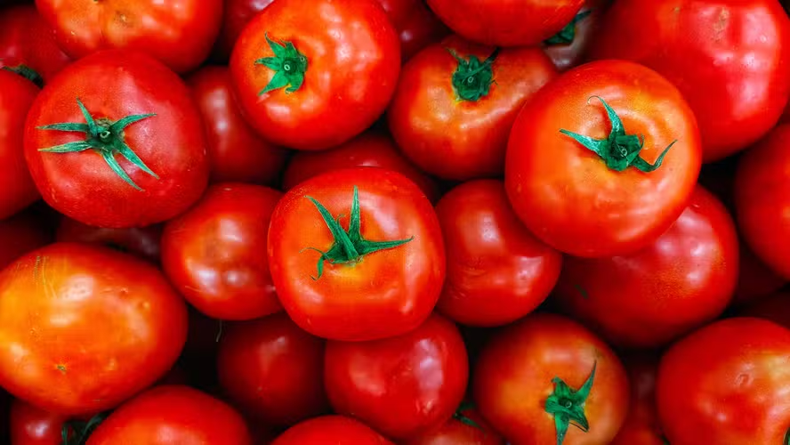 Preço do tomate segue em queda com aumento da oferta