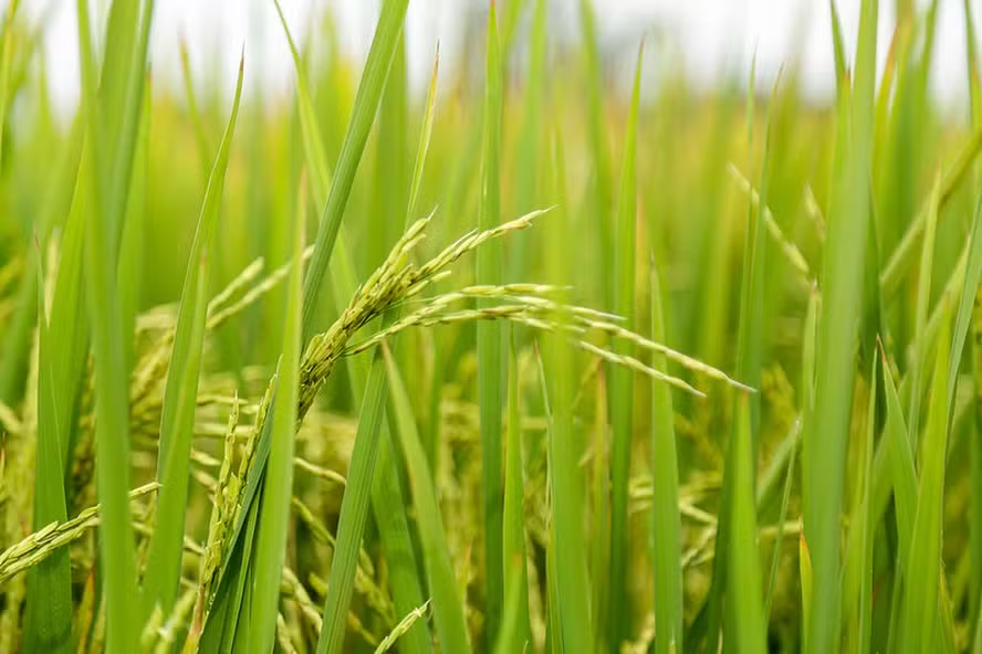 Preços do arroz mantêm viés de baixa com proximidade de nova safra cheia