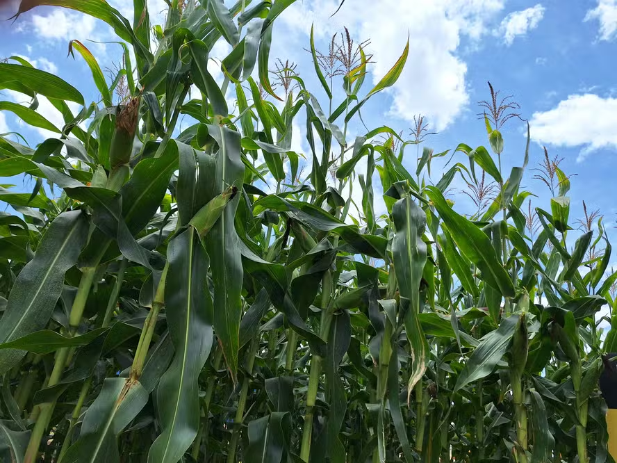 Preço do milho deve começar o ano em queda no Brasil e no mundo