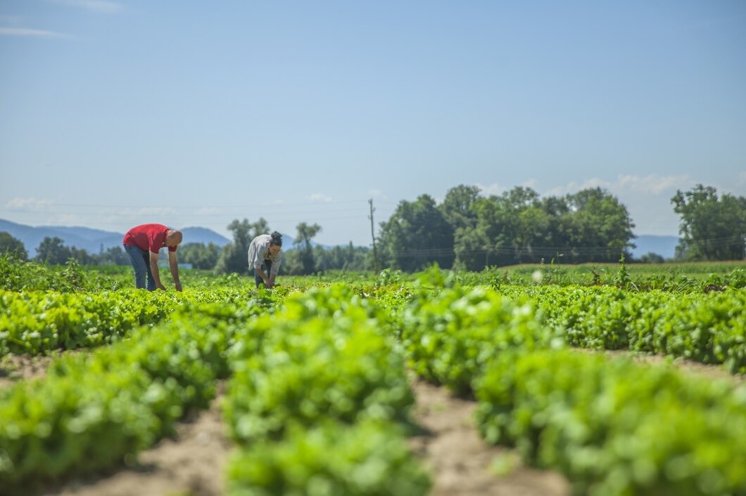 Bahia investe R$ 877,5 milhões na agricultura familiar com foco em inclusão social