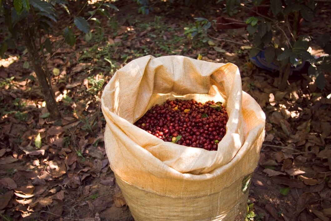 Preços do café sofrem quedas moderadas em meio à oferta limitada e clima adverso