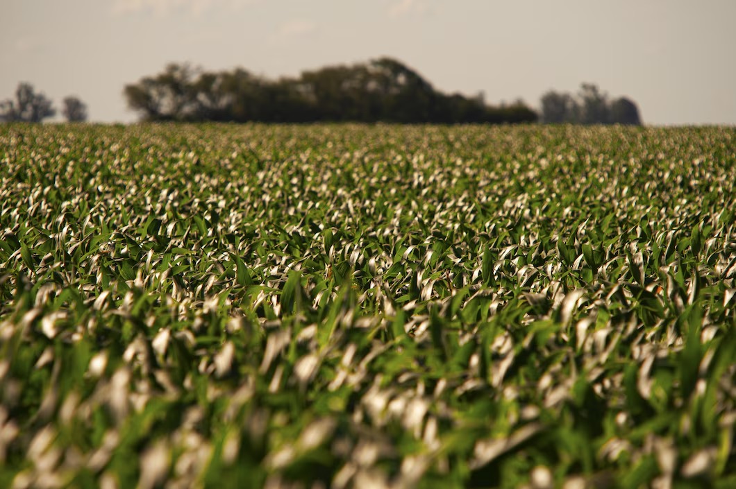 Soja lidera produção agropecuária mundial em 2025