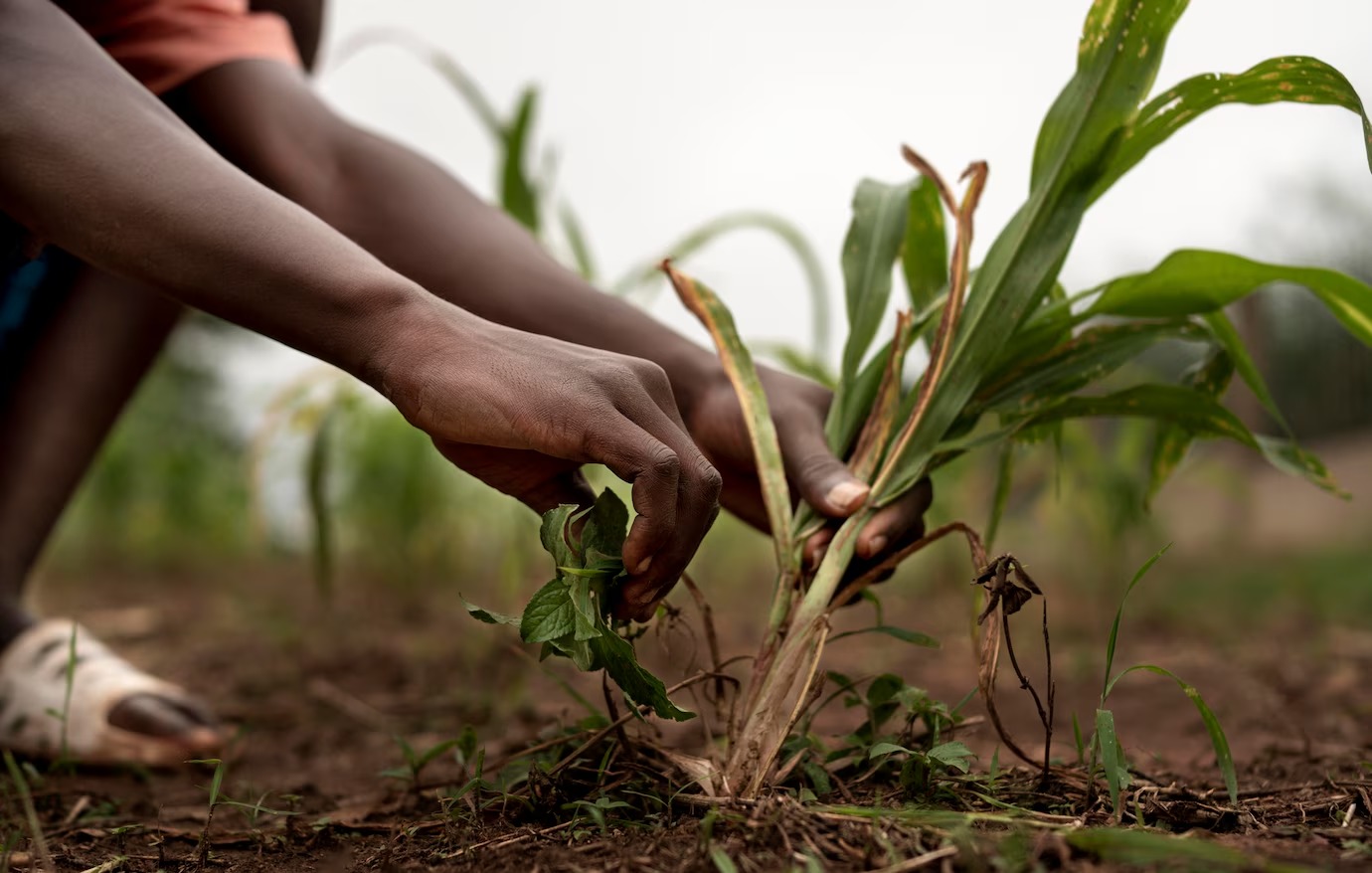 Mudanças climáticas desafiam o agronegócio piauiense e exigem adaptação no campo