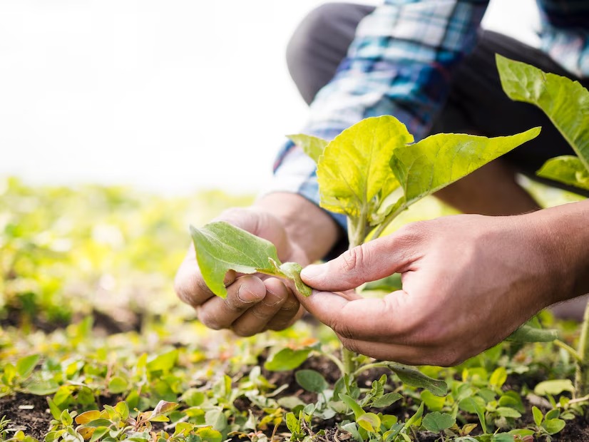 Integração lavoura-pecuária e sistemas agroflorestais ganham força no campo