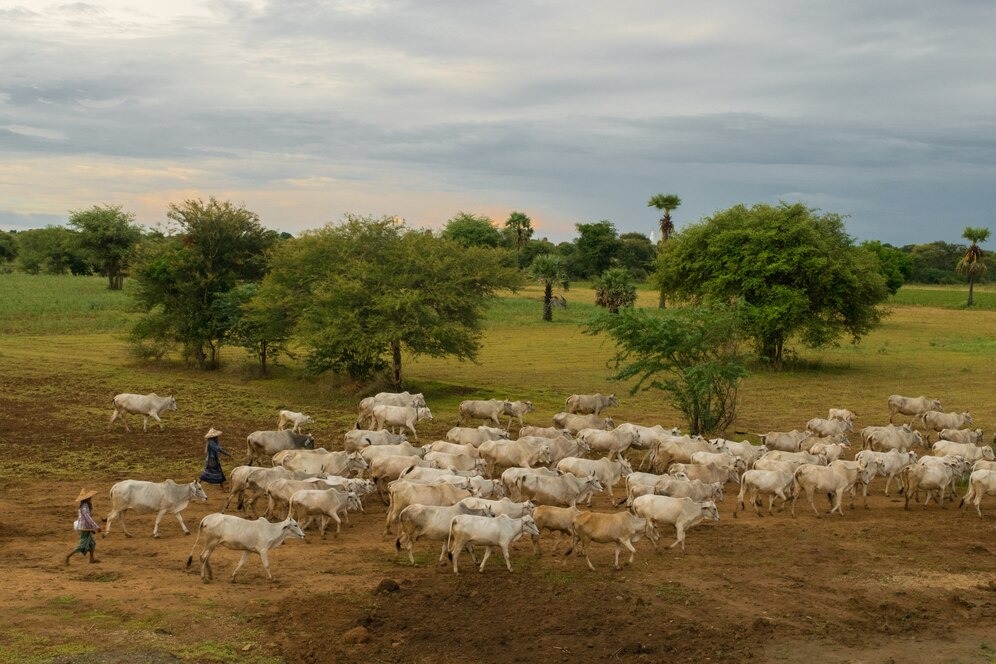 Piauí se destaca na criação de animais e fortalece a pecuária regional