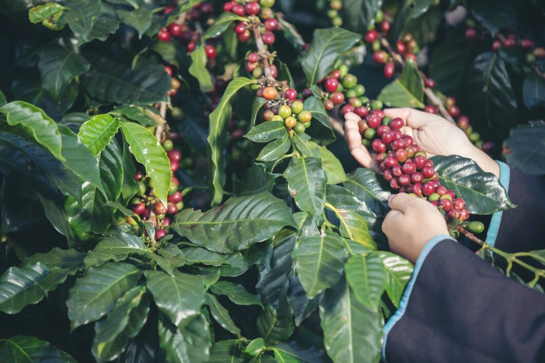 Clima no Brasil impulsiona café a US$ 4 por libra-peso em Nova York