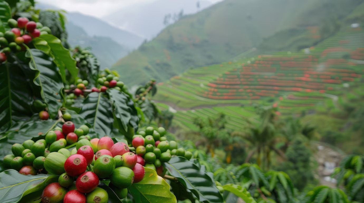 Produção e exportações de café da Colômbia registram crescimento significativo em 2025