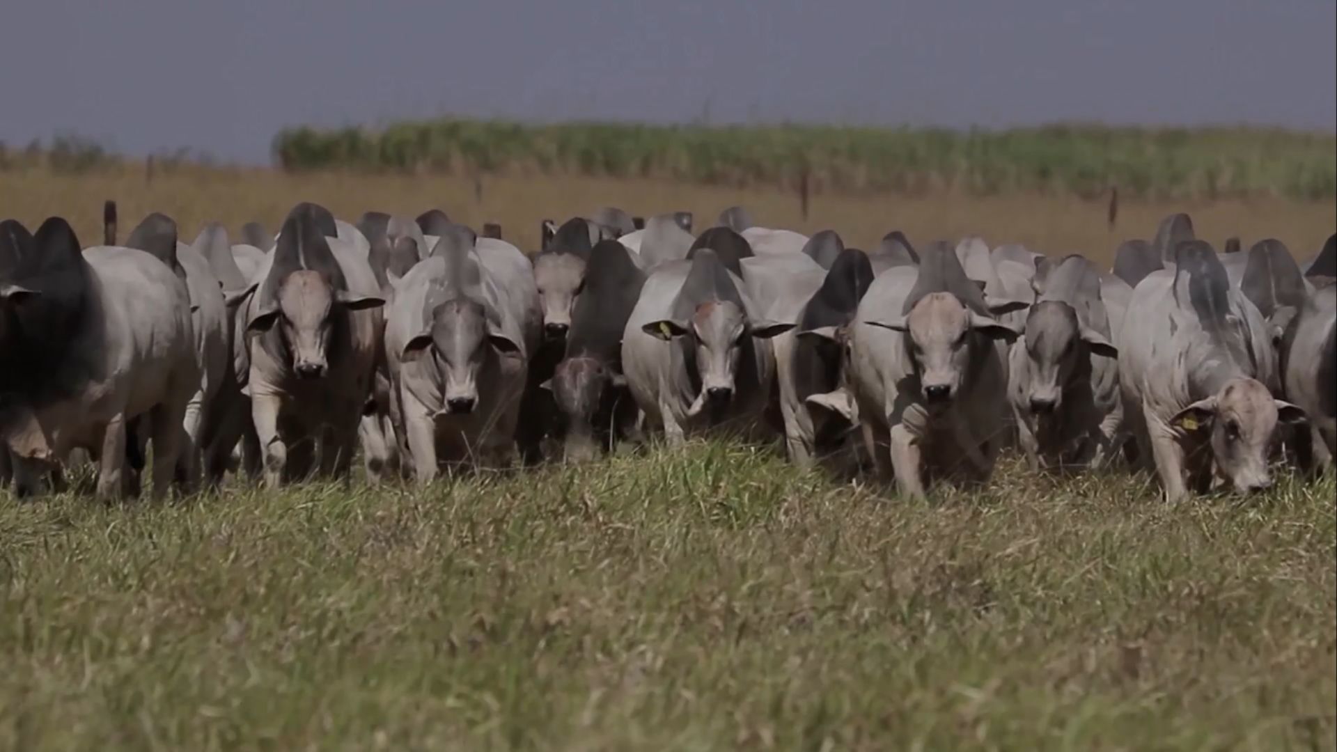 Pecuária: como a lotação otimiza gestão financeira e produtividade