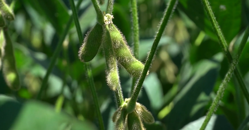 Foto: Embrapa Soja/Divulgação Youtube