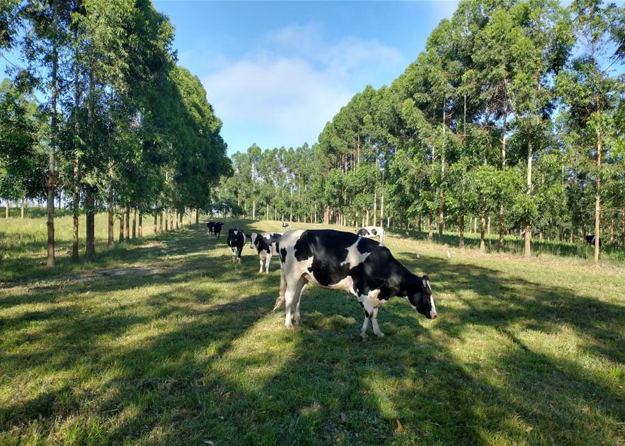 Pecuária: um pilar na solução climática e alimentar da COP30 no Brasil