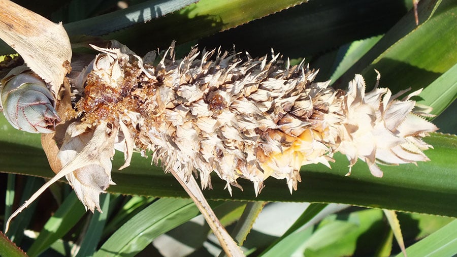 Abacaxi pérola com fusariose